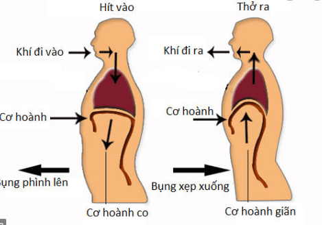 
Hình 1: Cơ hoành ngăn cách khoang bụng với khoang ngực
