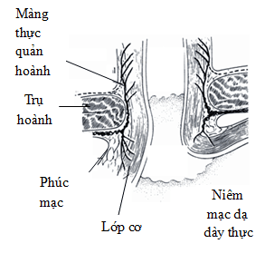 
Hình 7: Cấu tạo màng thực quản - hoành (Nguồn: Skandalakis LJ. (2006))
