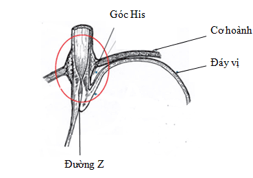 
Hình 6: Cấu tạo của góc His (Nguồn: Peter J. Kahrilas (2008))
