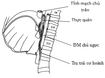 
Hình 3: Các lỗ của cơ hoành (thiết đồ đứng dọc) (Nguồn: Skandalakis LJ. (2006), [86])
