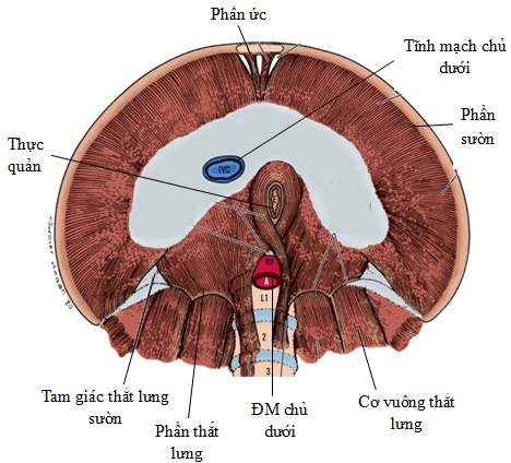 
Hình 2: Cấu tạo cơ hoành (nhìn từ bên dưới) (Nguồn: Skandalakis LJ. (2006))
