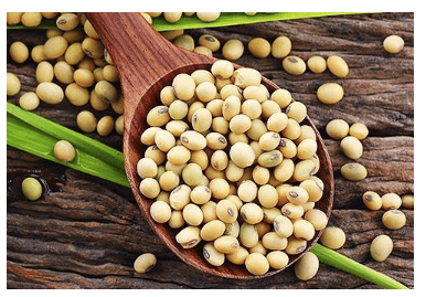 Is it good to eat a lot of soybeans?