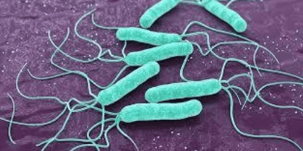 
Có sự khác nhau giữa viêm dạ dày tự miễn và viêm dạ dày do H.Pylori
