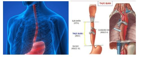 
Vị trí của thực quản trong lồng ngực
