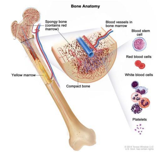 
Tế bào gốc trung mô từ tủy xương có khả năng biệt hóa thành một số tế bào đặc hữu như tế bào xương, sụn, mỡ
