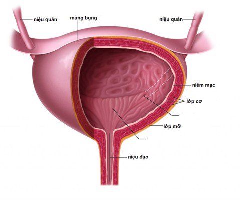 
Bàng quang đómg vai trò chứa nước tiểu
