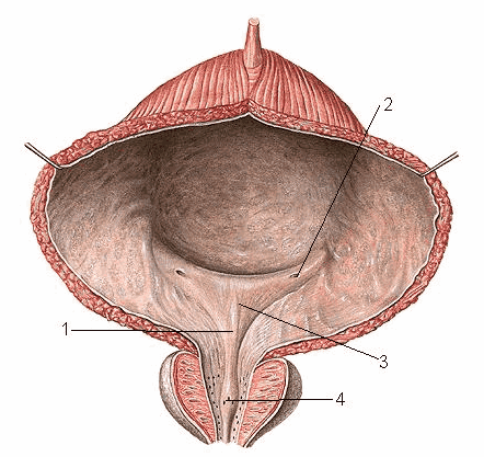 
Giải phẫu bàng quang
