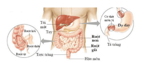 
Vị trí của dạ dày, ruột non, đại trực tràng trong ổ bụng
