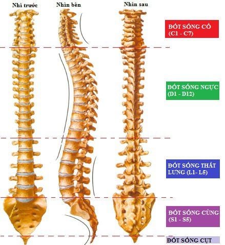 
Đường cong sinh lý của cột sống
