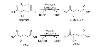 
Chu trình biến đổi isocitrate thành αKG và từ αKG thành D2HG
