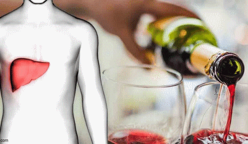 How does alcohol harm the liver?