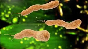 
Vi khuẩn H. pylori gây tăng tiết axit là nguyên nhân gây viêm loét dạ dày
