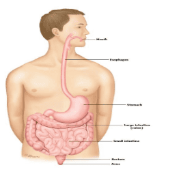 
Phân có máu: Biểu hiện của bệnh gì?
