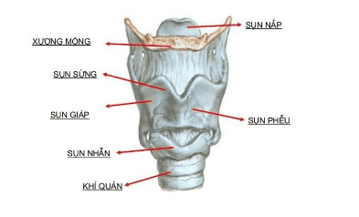 
khí quản
