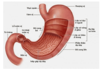 
Hình 1: Giải phẫu học của dạ dày
