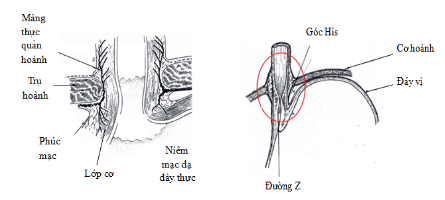 
Hình 3: Cơ thắt dưới thực quản, góc His, màng thực quản – hoành đóng vai trò quan trong trong bệnh lý trào ngược dạ dày – thực quản
