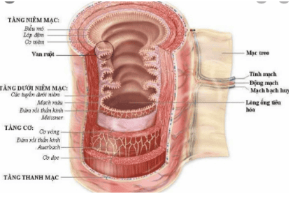 
Hình 1: Cấu tạo thành ống tiêu hoá
