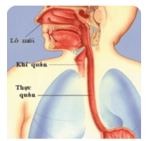 
Tổng quan về đường thở
