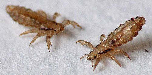 What do lice look like? How do children get lice?