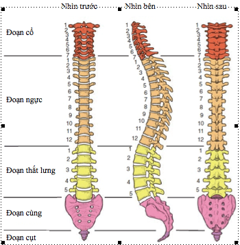 
Hình 1: Minh họa cột sống thắt lưng
