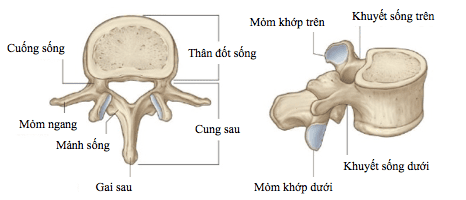 
Hình 2: Minh họa đốt sống thắt lưng
