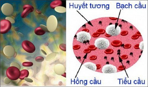 
Thiếu máu hồng cầu nhỏ có thể do thiếu hụt vitamin B6
