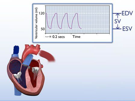 What is hemodynamics?