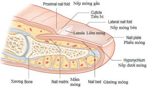 
Giải phẫu cấu trúc móng tay
