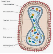 
Trẻ mắc bệnh u mềm lây do virus pox gây ra
