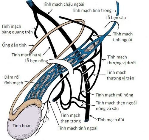 
Giải phẫu tĩnh mạch thừng tinh
