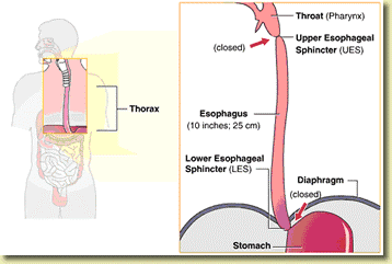 
Vị trí của thực quản trong lồng ngực
