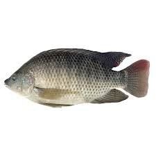 Nutritional composition of tilapia