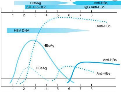 
Anti hepatitis B core - Kháng thể kháng đặc hiệu kháng thể lõi của virus HBV
