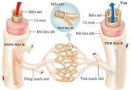 
Hệ mạch gồm có động mạch, tiểu động mạch, mao mạch, tĩnh mạch và tiểu tĩnh mạch
