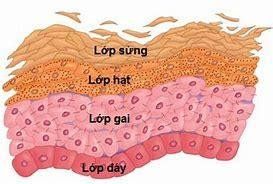 
Lớp biểu bì của da
