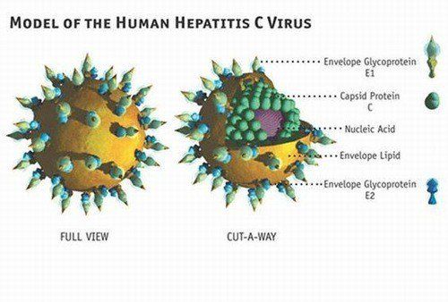 
Hình ảnh cấu trúc của hepatitis C virus gây viêm gan virus C
