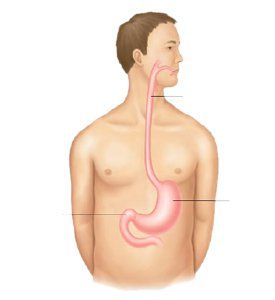 How to read esophagogastroduodenoscopy results