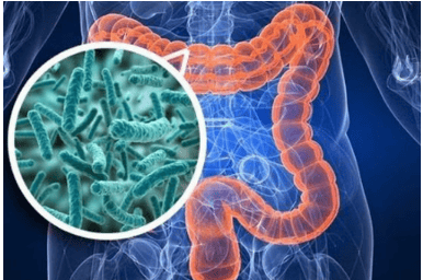 Regulating the gut microbiome: A new therapeutic strategy for inflammatory bowel disease