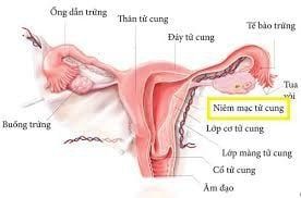 Does 7mm uterine lining affect pregnancy?