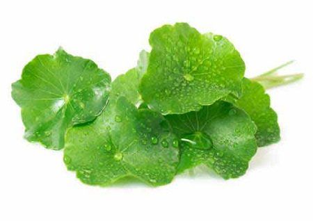 Is it good to eat a lot of gotu kola?