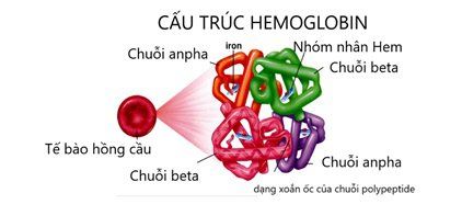 
Hình ảnh mô phỏng cấu trúc của Hemoglobin
