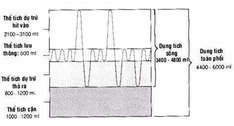 
Các thể tích và dung tích tĩnh của phổi
