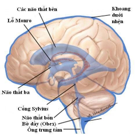 
Hệ thống thất não gồm có một cặp não thất bên, mỗi não thất bên kết nối với não thất ba bởi lỗ Monro.
