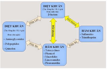 Tìm hiểu sơ đồ phối hợp kháng sinh