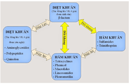 Learn the antibiotic combination scheme