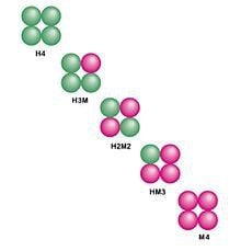 
Vi khuẩn tạo ra isoenzyme làm giảm đi tác dụng của thuốc kháng sinh
