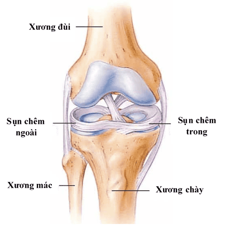 
Hình ảnh giải phẫu cấu trúc sụn chêm
