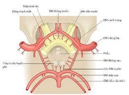 Nhức tay chân kèm tiểu nhiều lần sau phẫu thuật thắt túi phình động mạch thông trước là do đâu?