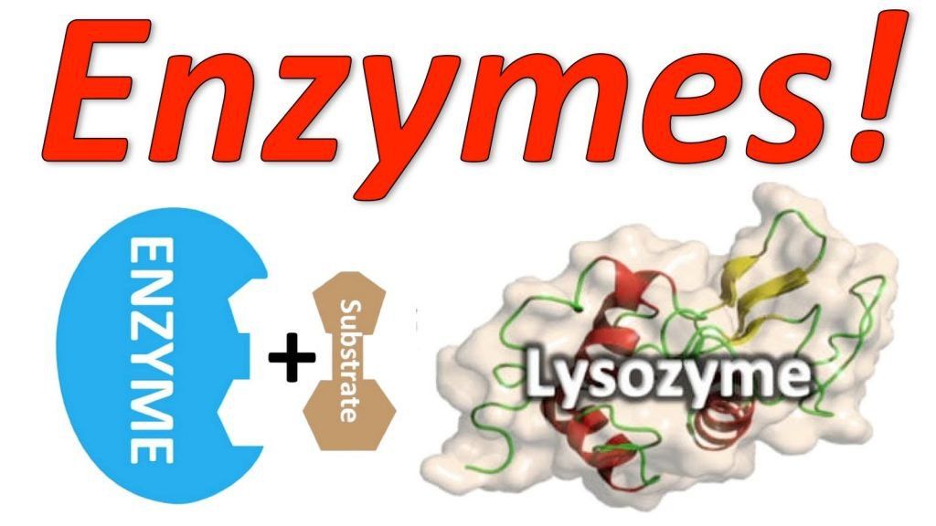 4. An toàn và tác dụng phụ của Enzyme Lysozyme