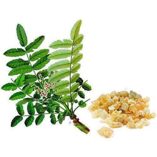 
Boswellia serrata giúp cải thiện bệnh crohn
